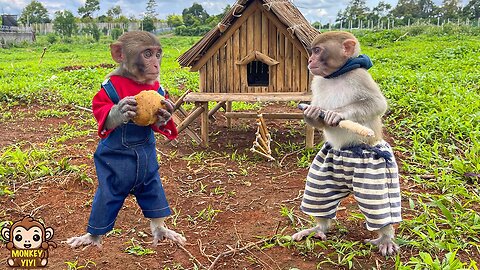 Monkey baby YiYi cooks potatoes for the poor robber when he wanted to rob Un In