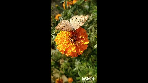 enjoy butterfly 🦋🦋😄😄