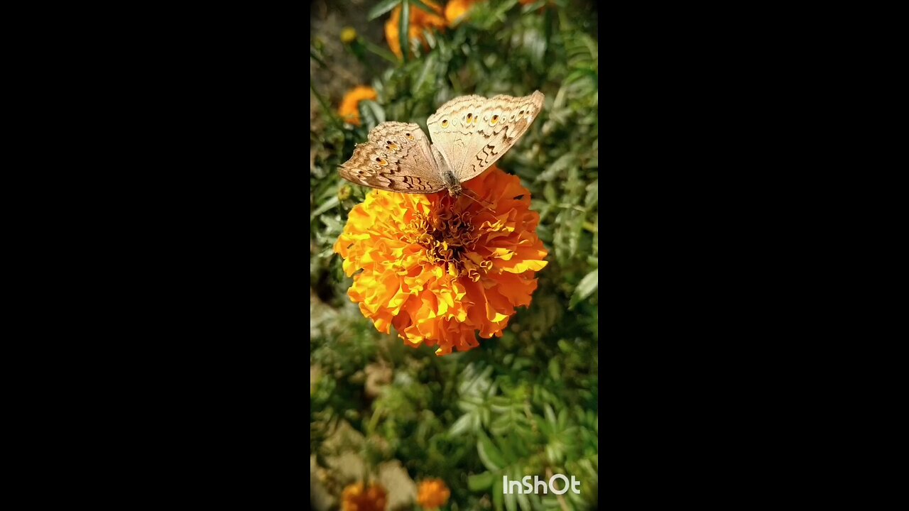 enjoy butterfly 🦋🦋😄😄