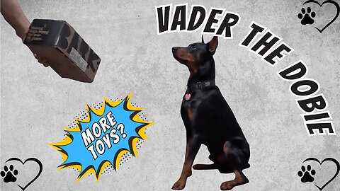 Doberman Unboxes Star Wars BarkBox | Vader’s Toy Frenzy Begins!