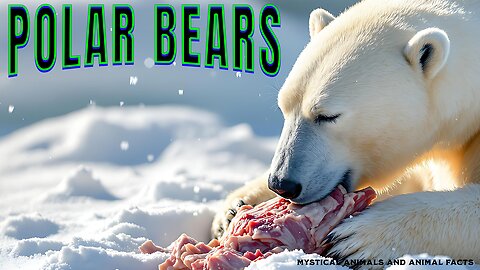 Polar bears: beautiful hunters from the Arctic - mini documentary