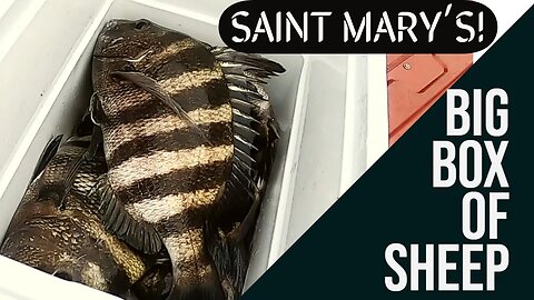 Saint Mary's Sheepshead Fun!