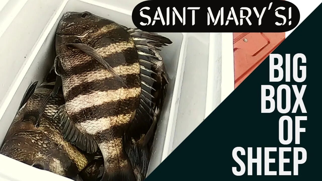 Saint Mary's Sheepshead Fun!