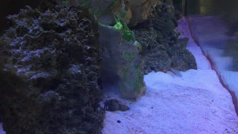 Hermit Crab climbing and falling down wall