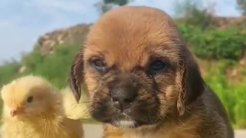 Funny Animal Videos 😂 - Best Dogs And Cats 🤣🤣🤣