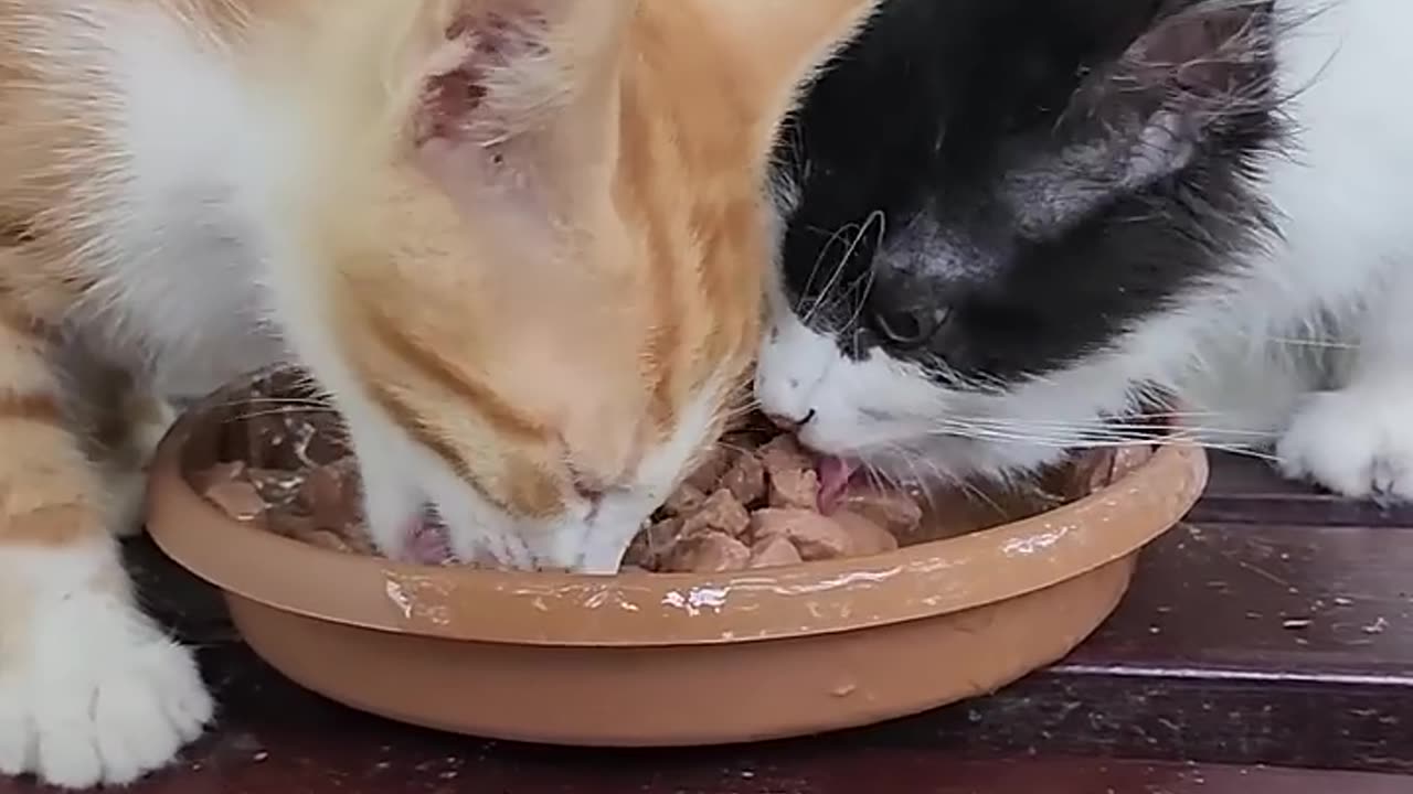 funny animals