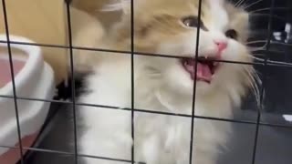 😂🏃‍♂️ This Escape Plan Is Absolutely BRILLIANT! | FunFM