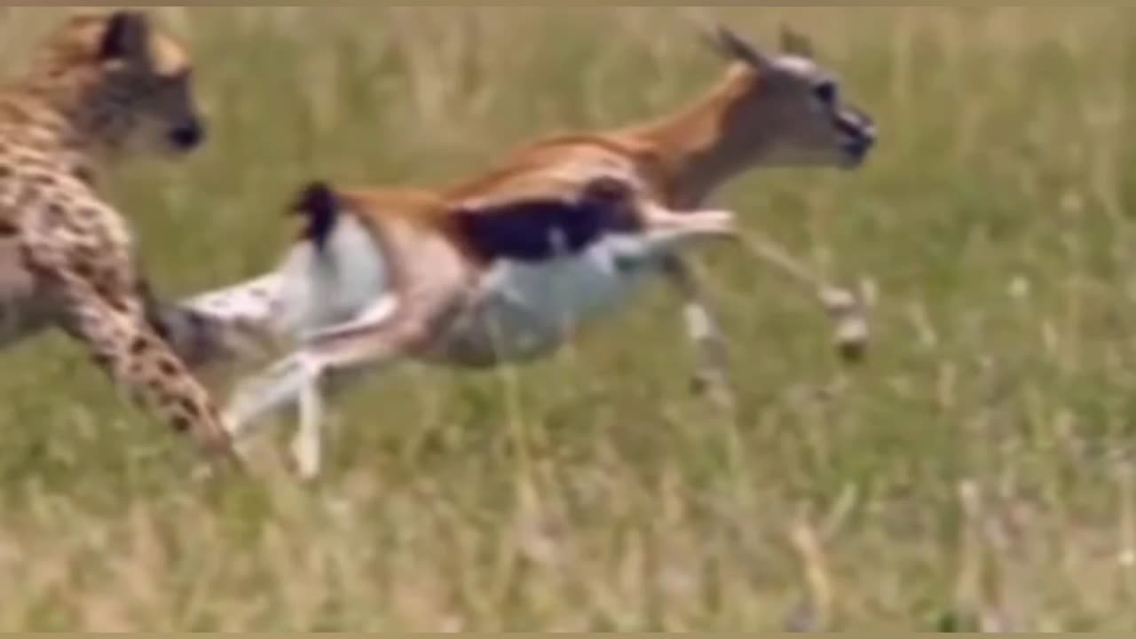 FASTEST Hunt on Earth! 🐆💨 This Cheetah Chase Will Leave You Breathless 😱”