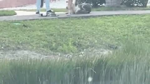 People like this should never be allowed to have animals he should be banned for life. 😡😡😡😡