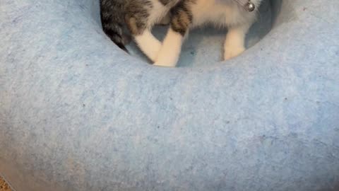 silly kitty