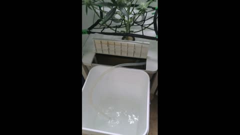 Grow series at the Abby OG Grow Box! Kool Aid