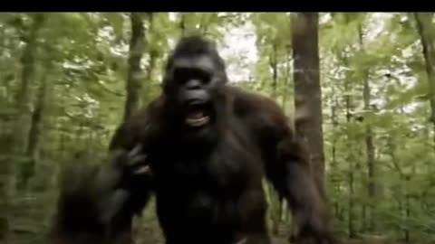 Bigfoot vlog