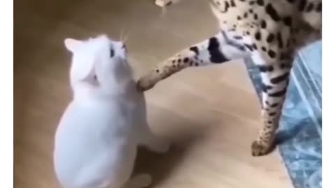 😎👊 Chill Bro: The Ultimate Relaxation Technique! | FunFM