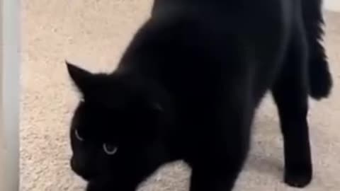 Funny 😂 video of cat 🤣😺