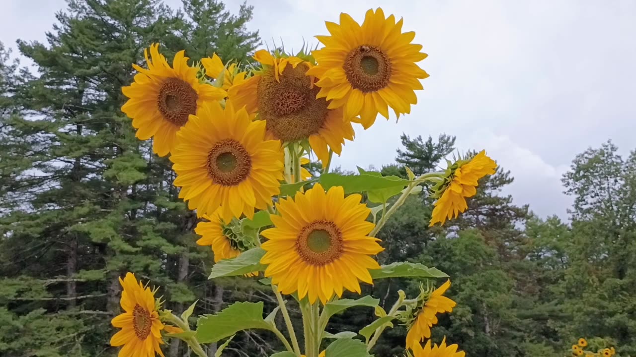 Sunflowers