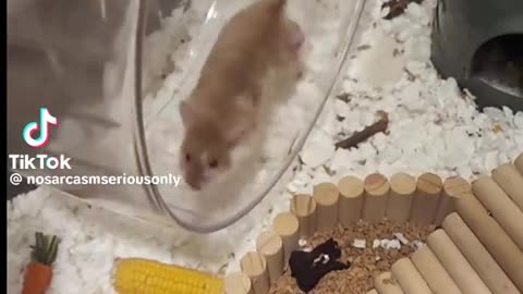 😂💨 Hamster Running in Slow-Mo! | FunFM