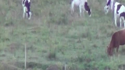 cow