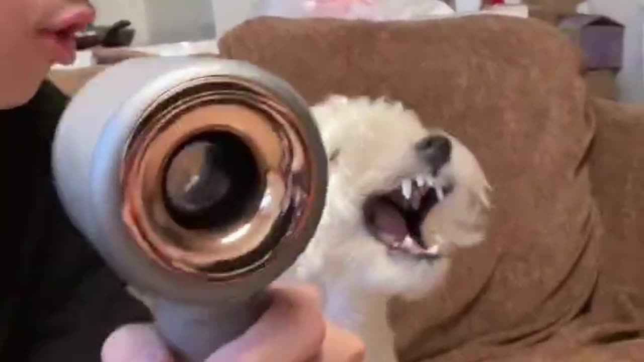 The dog sings well