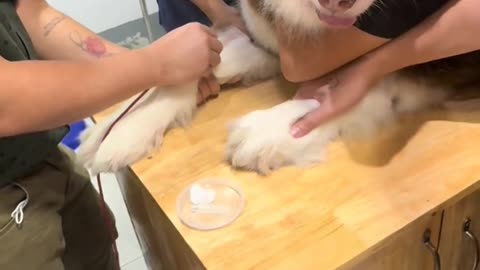 Dog's ComedyVideos 🤣 so cute videos 😍