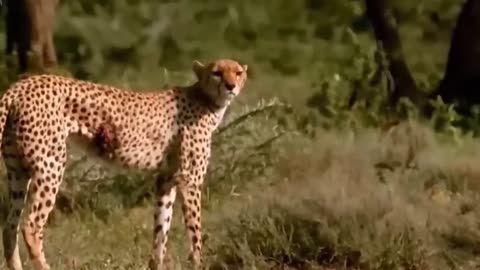 This Is Why You Never Mess with a Baby Animal in the Wild" Leopard Attack Hyena