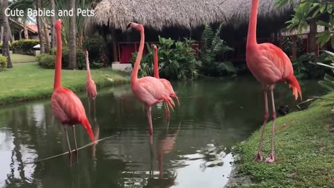 Funny Birds