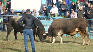 Zećo od Salića vs Risonja od Bučuka i Zilića Zimča 2025