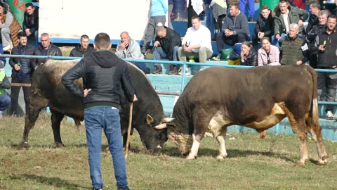 Zećo od Salića vs Risonja od Bučuka i Zilića Zimča 2025