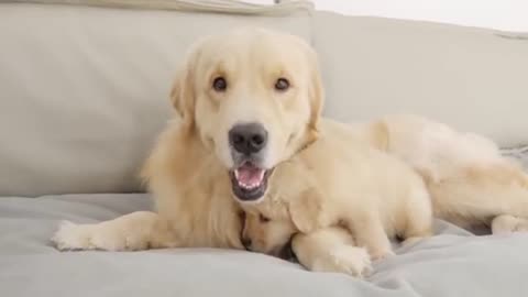 Golden Retriever Dad Meets His Puppy Son For The First Time.