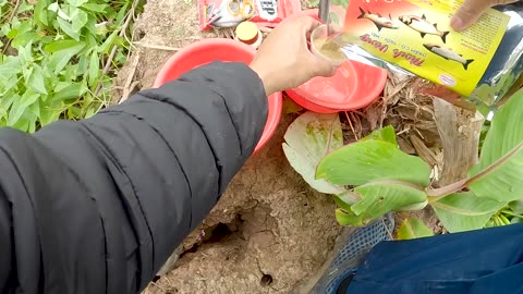 Roach Drifts in the Lazy Current