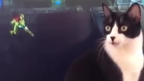 Armored cat Crazy_Moments │➡️ Our 2nd Channel