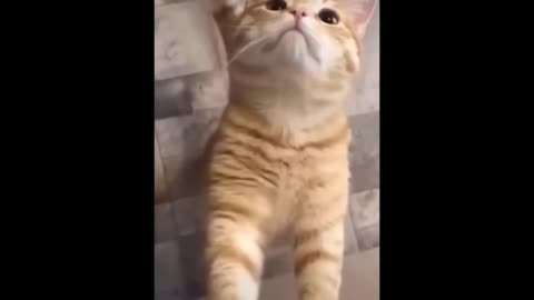 hilarious animal compilation - funniest cats videos