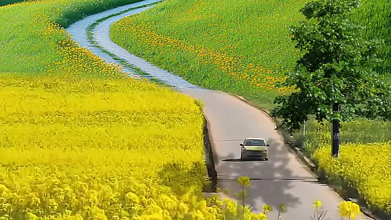 "Nature's Serenity | Relaxing Forest Sounds & Scenic Views"