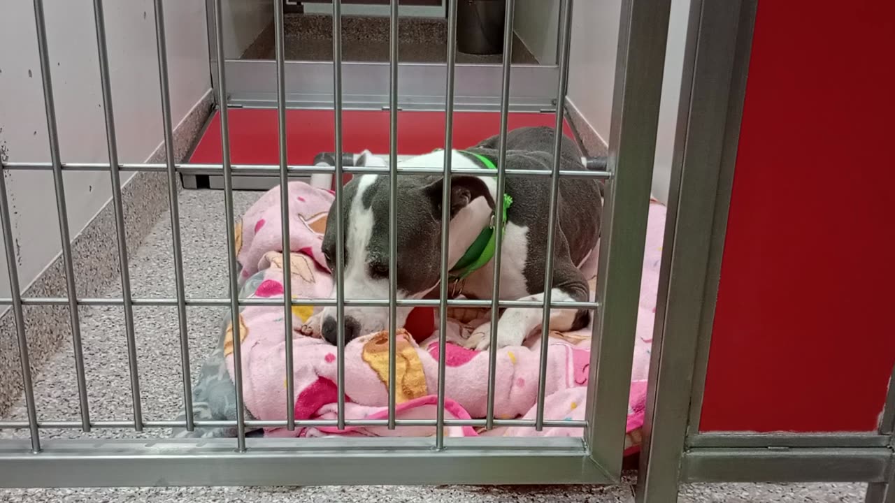 Kyra 3y A866021 kennel 115 PACC shelter munching on Kong