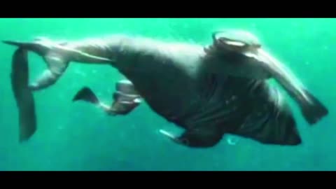 Shark Tale Frankie's Funeral