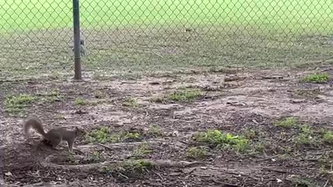 Two squirrels Ready to fight for food.