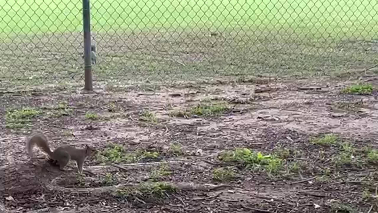 Two squirrels Ready to fight for food.