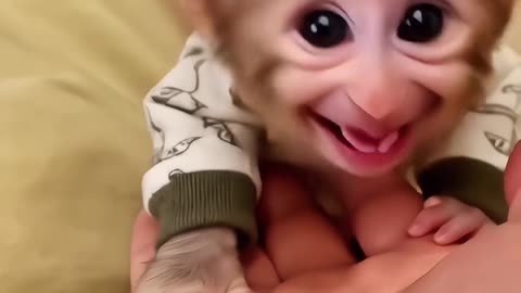 cute monkey