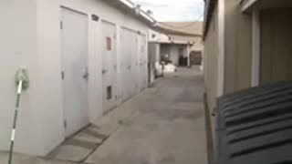 Video shows a Mongoloid woman throwing dog over fence in plastic bag in California