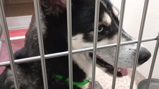 Lou Conter-husky-I love him 2y A836585 Laiza-burgundy 7y A664278 kennel 184 PACC shelter2025827341