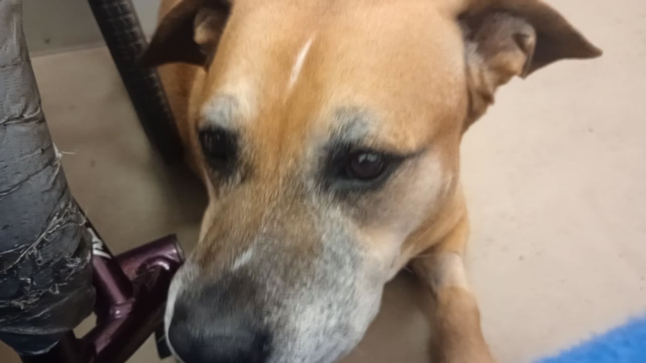 Kaia 8y A878948@TRN, from kennel 217 harrys haven PACC shelter she's always so loving 2me20251109657