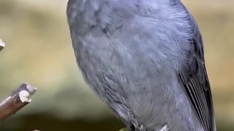 Most dangerous bird in the world voice