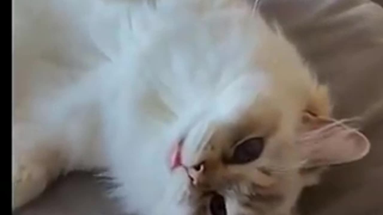 Cute Animals Acting Funny