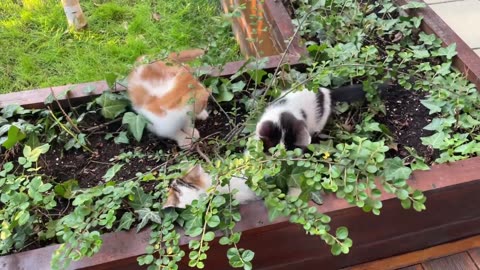 Group of Kittens Playing in a Yard