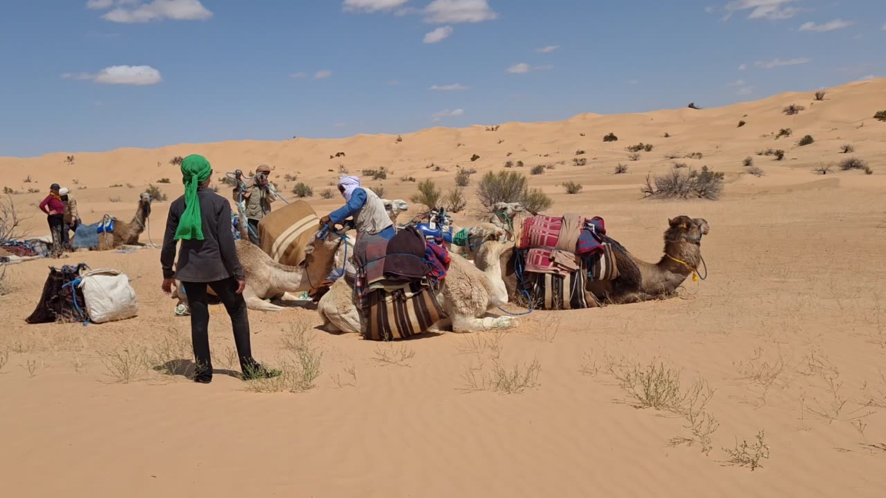 growling camel