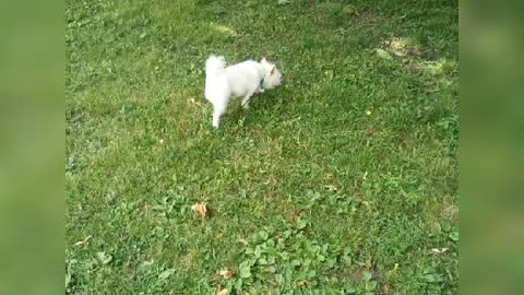 dog