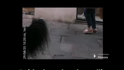 Cuido de un border collie atado en la puerta de un supermercado