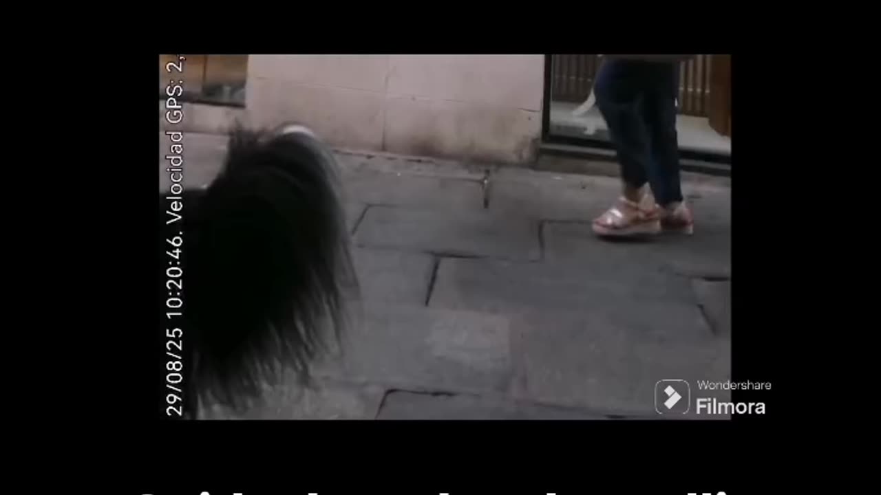 Cuido de un border collie atado en la puerta de un supermercado