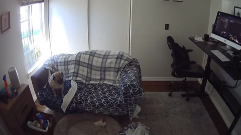 Frenchie Launching Through Window