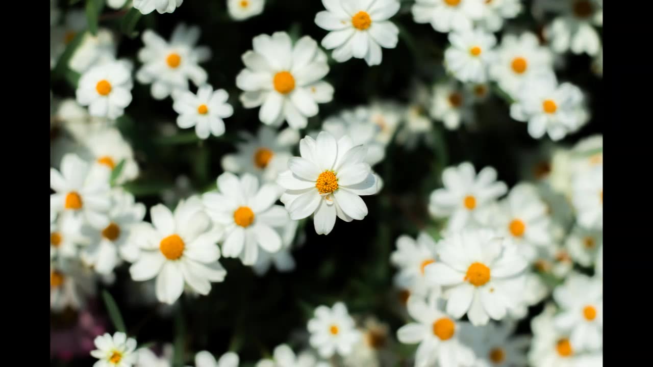 Lord Winter - Chamomile