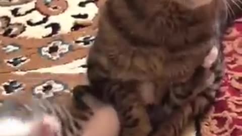 funny animals